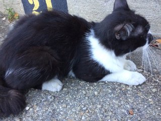 Tompok - Domestic Long Hair Cat