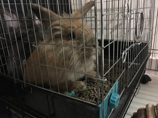 PF81141 - American Fuzzy Lop + Lionhead Rabbit