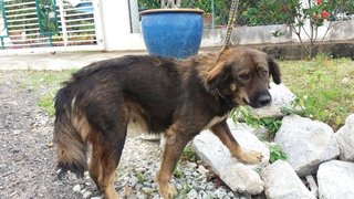 Daaisy - Golden Retriever Mix Dog