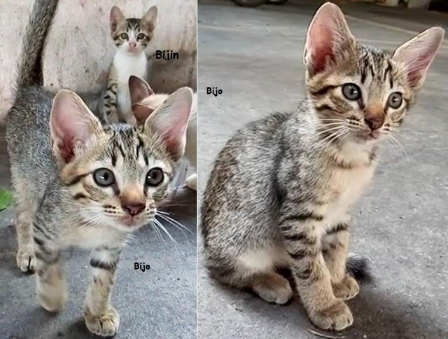 Bijo, Billie And Bijin - Domestic Short Hair Cat