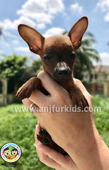 Adorable1 Male Brown Mini Pinscher Puppy  - Miniature Pinscher Dog