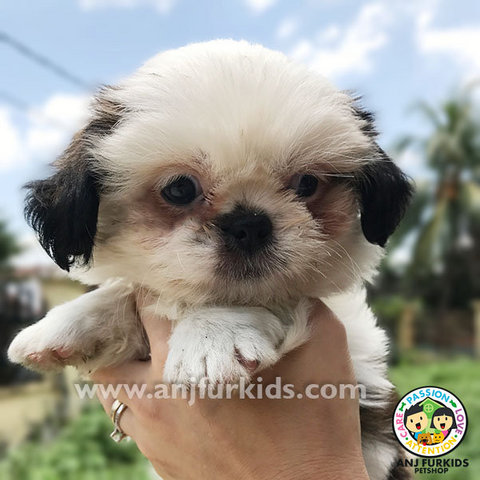 Quality Shih Tzu Puppie1s - Shih Tzu Dog