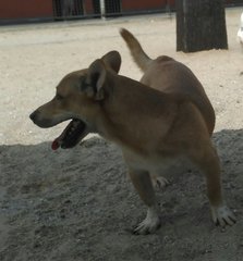 Gonzo - Mixed Breed Dog