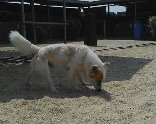 Charley - Mixed Breed Dog