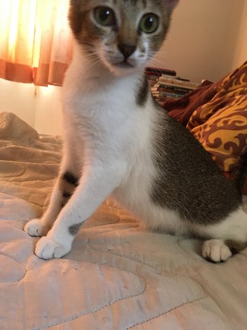 Bella - Domestic Medium Hair Cat