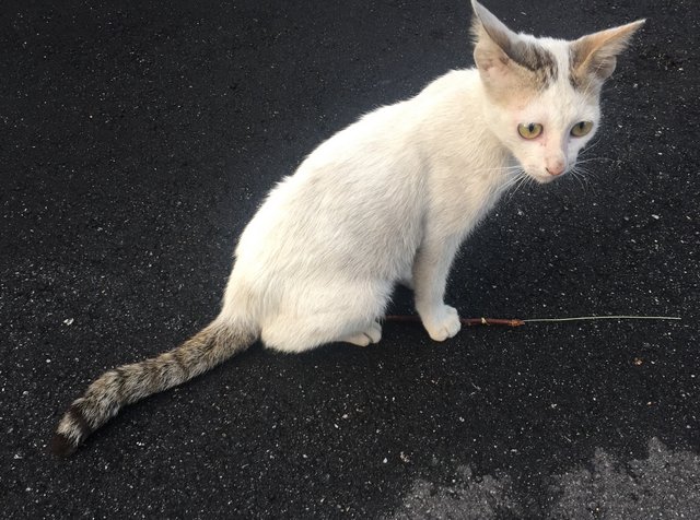 Xiaomi - Domestic Short Hair Cat