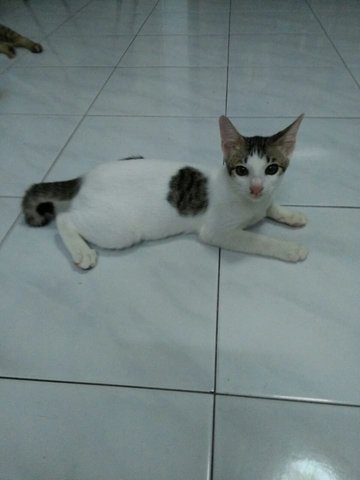Fifi - Domestic Short Hair Cat