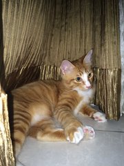 Apple - Domestic Medium Hair Cat