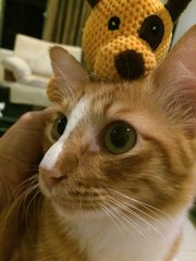 Apple - Domestic Medium Hair Cat