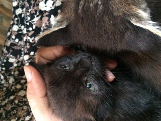 Kiki And Lala - Domestic Medium Hair Cat