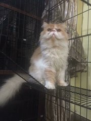Joni - Domestic Long Hair + Persian Cat