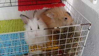 Rabbits - Angora Rabbit Rabbit