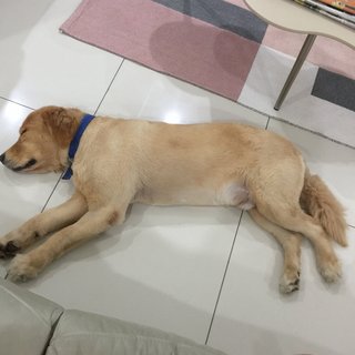 Benji - Golden Retriever Dog