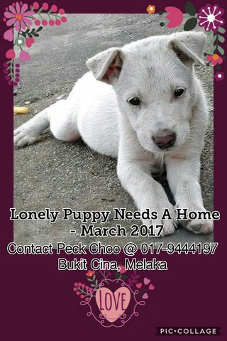 White Puppy - Mixed Breed Dog