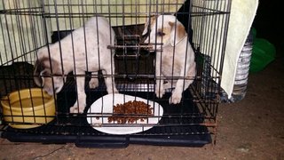 Jack N Jill Puppies @ Damansara!!  - Mixed Breed Dog