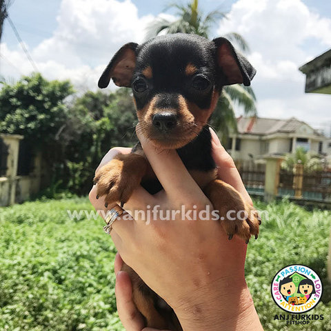 Adorable Female Black Tan Mini Pinscher  - Miniature Pinscher Dog