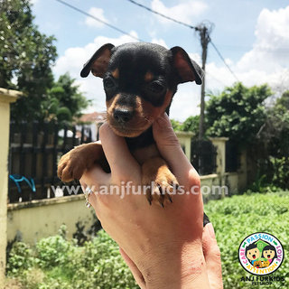 Adorable Female Black Tan Mini Pinscher  - Miniature Pinscher Dog