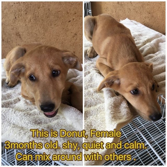 Donut (Chocolate &amp; Coco Adopted) - Beagle + German Shepherd Dog Dog