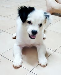 Moo Moo - Shih Tzu + Poodle Dog
