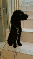 Jacky - Poodle Dog