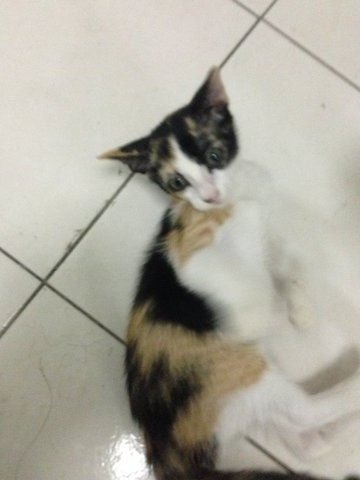 Cici - Domestic Short Hair + Siamese Cat