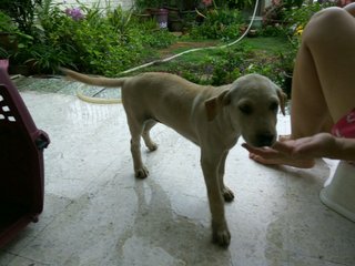 Baby - Labrador Retriever Mix Dog