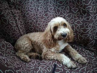 Messier - Cockapoo Dog