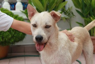 Mixed Breed-terrier - Terrier Mix Dog