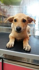 Ladybug - Labrador Retriever Mix Dog