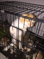 5 Siblings - Persian + Domestic Short Hair Cat