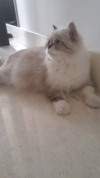 Lilybelle - Persian + Himalayan Cat