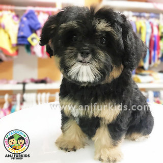 Adorable Maltese Mix Poodle Pup1pies - Maltese + Poodle Dog