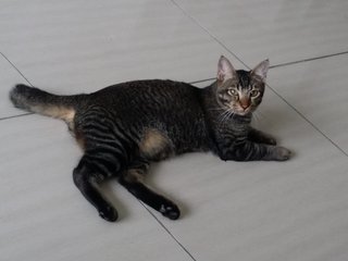 Schnupsel 😺 - Domestic Short Hair Cat