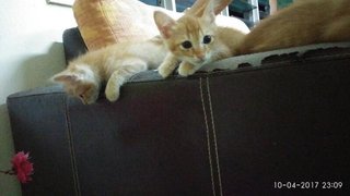 Little Ginger - Domestic Medium Hair Cat