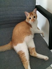 Ciku - Domestic Medium Hair Cat