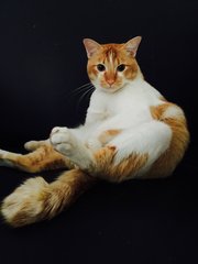 Ciku - Domestic Medium Hair Cat