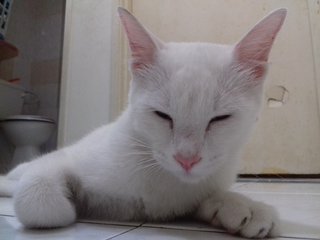 Snowy - Domestic Short Hair Cat