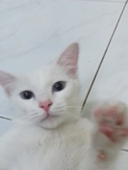 Snowy - Domestic Short Hair Cat