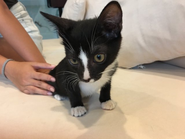 Tuxie  - Tuxedo Cat