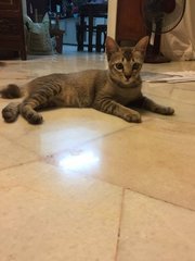 Grey/ Mei Mei - Ocicat + Singapura Cat