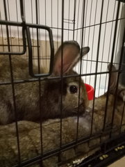 Bobboys  - Angora Rabbit + Bunny Rabbit Rabbit
