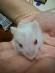 Hammy - Short Dwarf Hamster Hamster
