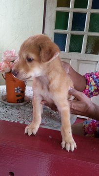 Hownowbrowncow Melaka - Mixed Breed Dog