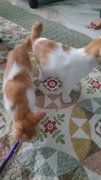 Gingwhite - Domestic Medium Hair Cat