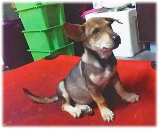 Short Toe - Dachshund + Beagle Dog