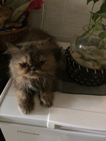 Gucci - Persian Cat