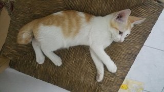 Lucy - Bengal Cat