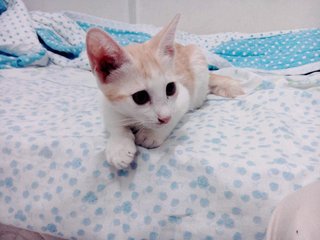 Lucy - Bengal Cat