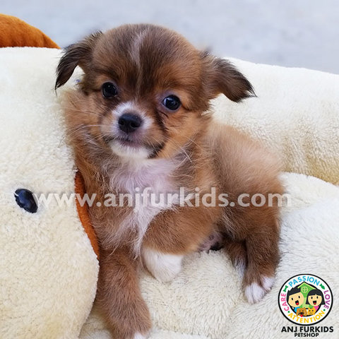 Adorable 1long Coat Chihuahua Puppies - Chihuahua Dog
