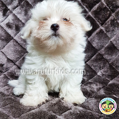 4adorable Female Maltese Puppies - Maltese Dog